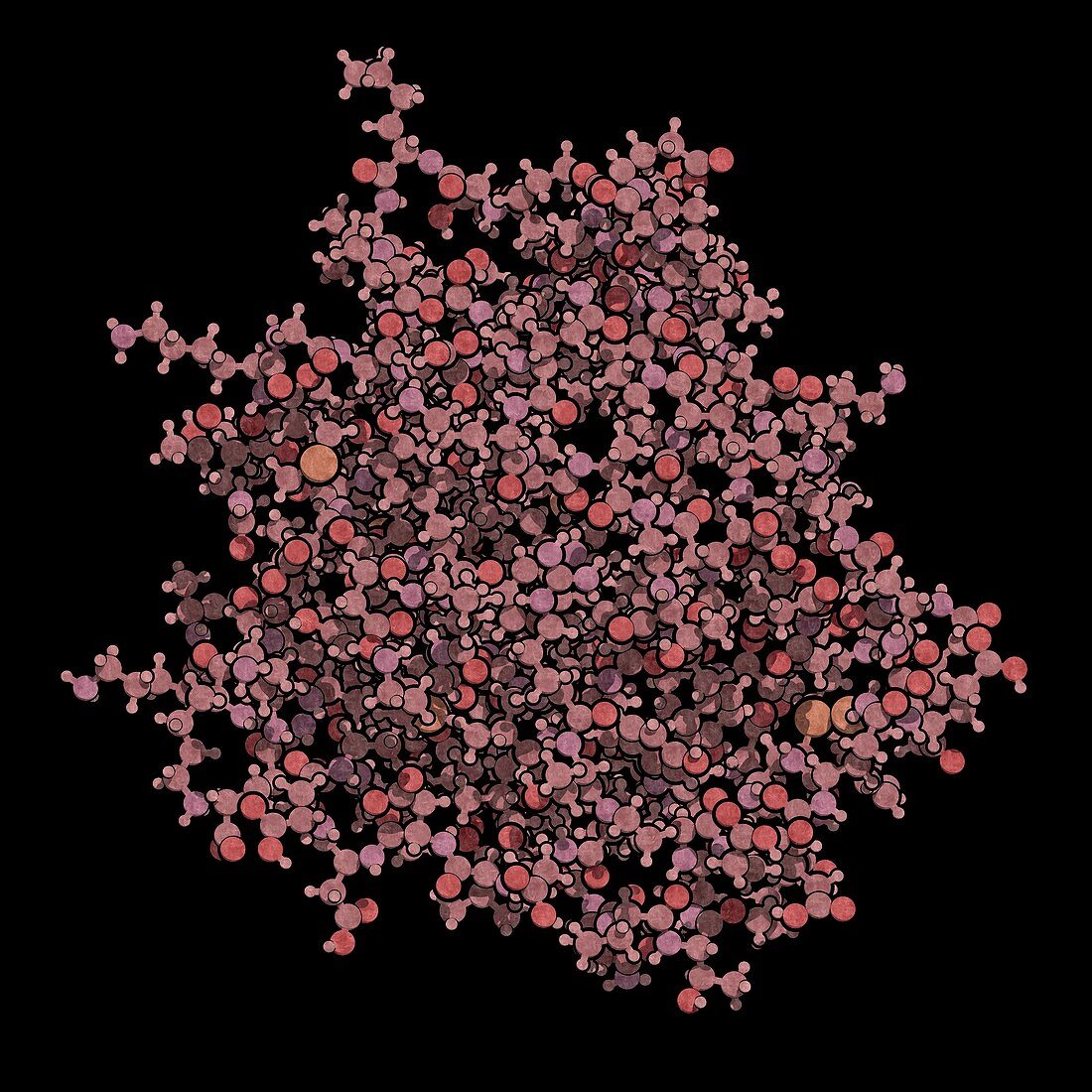 Beta-lactoglobulin protein molecule, illustration