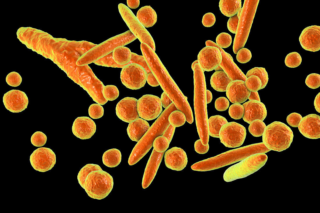 Mycoplasma bacteria, illustration