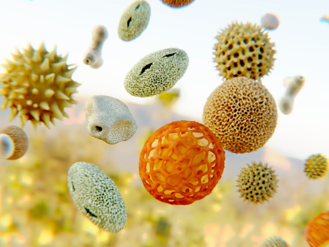 Pollen, illustration
