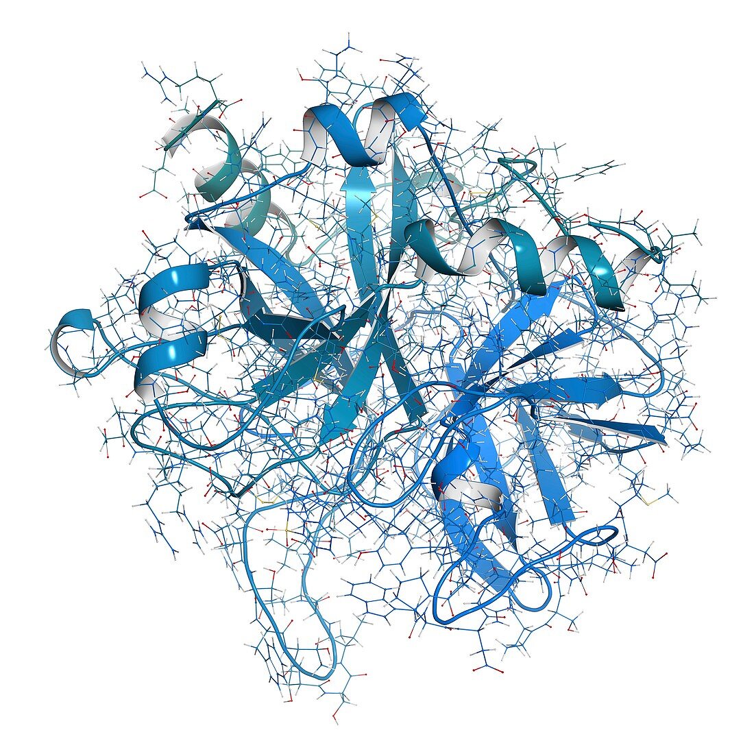 Thrombin enzyme molecule, illustration