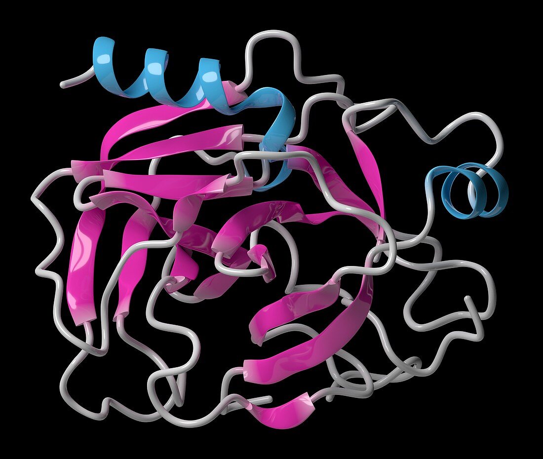 Trypsin digestive enzyme molecule, illustration