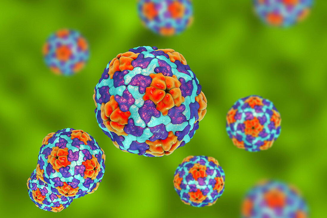 Hepatitis A virus, illustration