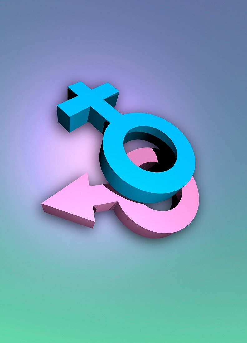 Female and male symbols, illustration
