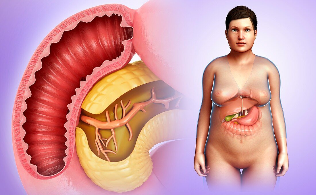 Duodenum and pancreas anatomy, illustration