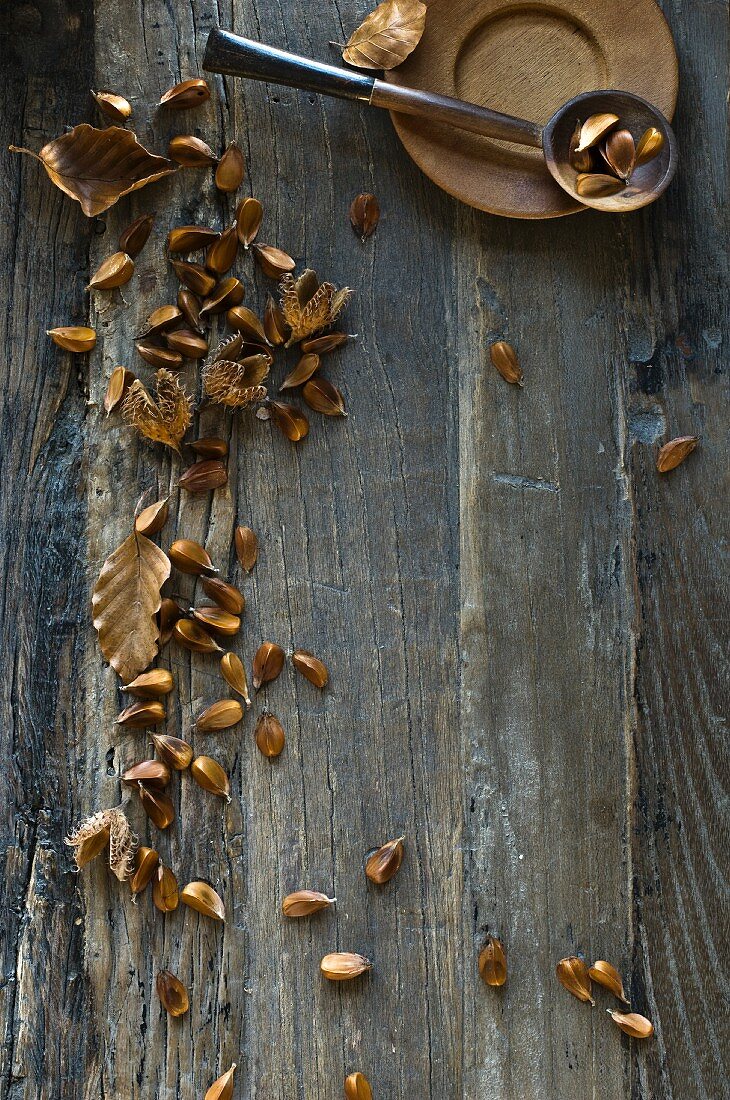 Beechnuts (fagus sylvatica) in a spoon on a wooden table