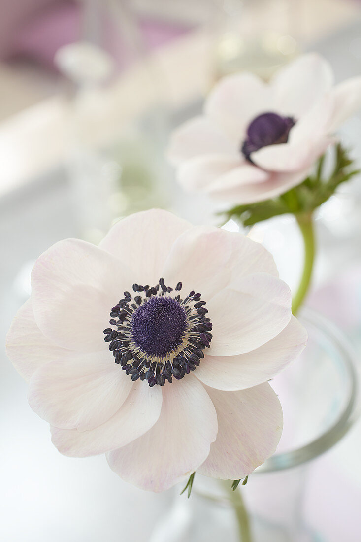 White anemone