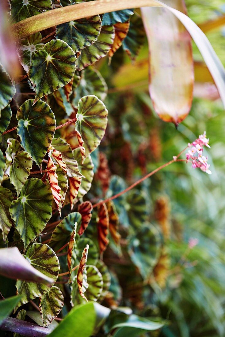 Close-up of a vertical planting with begonias