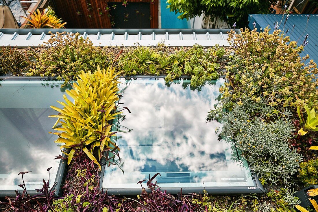 Flachdach mit exotischer Bepflanzung und zwei Dachfenstern
