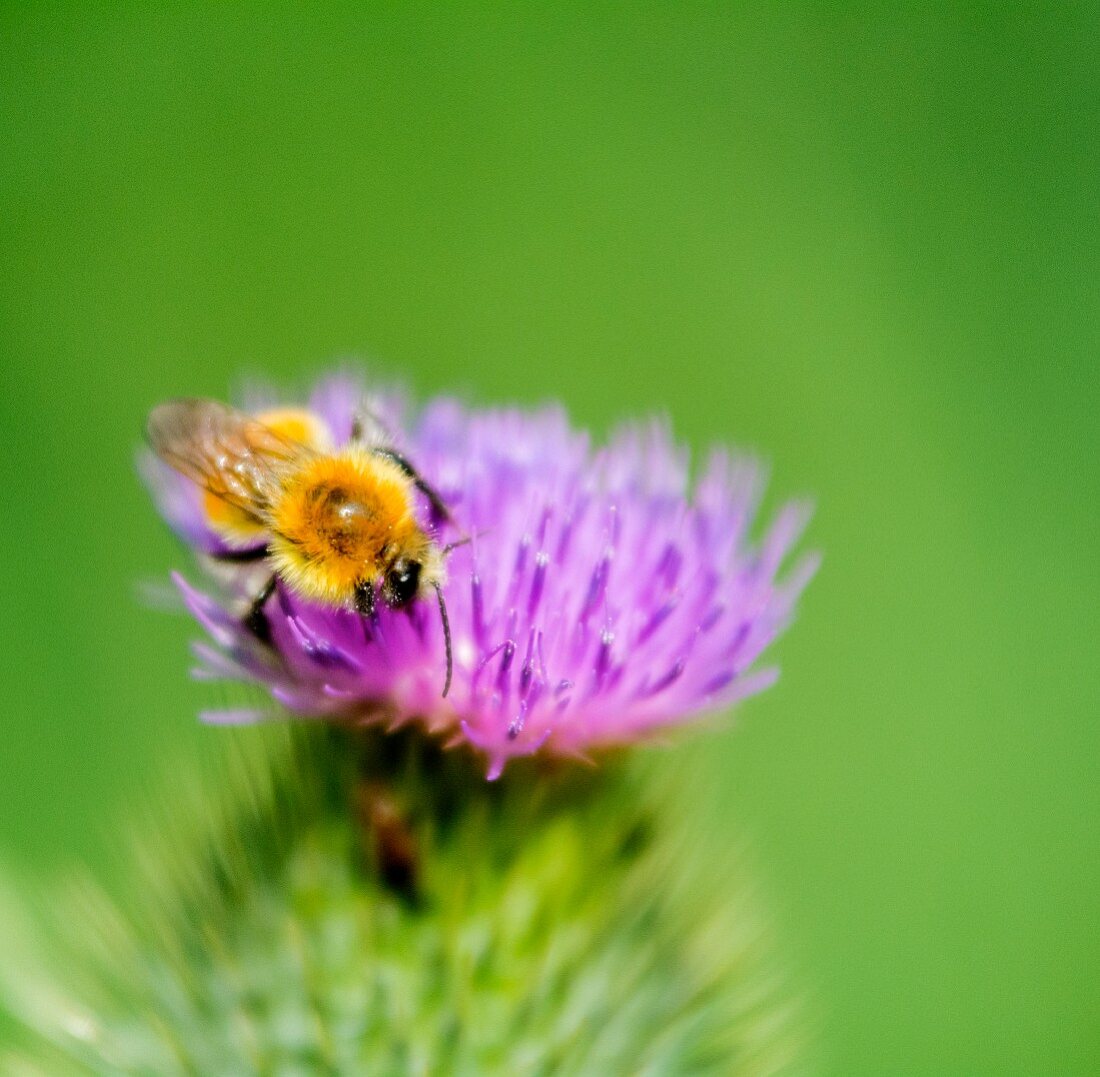 A bee on a thistle flower (close-up)