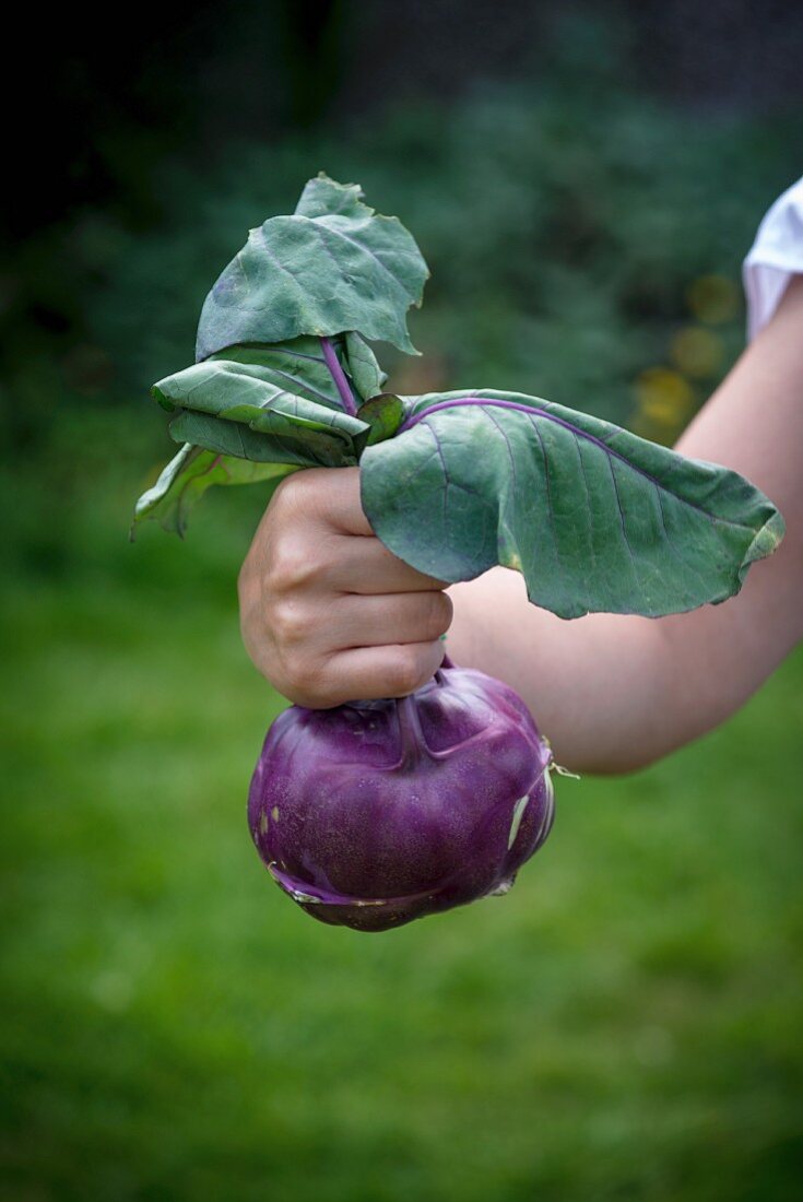 A woman holding purple kohlrabi