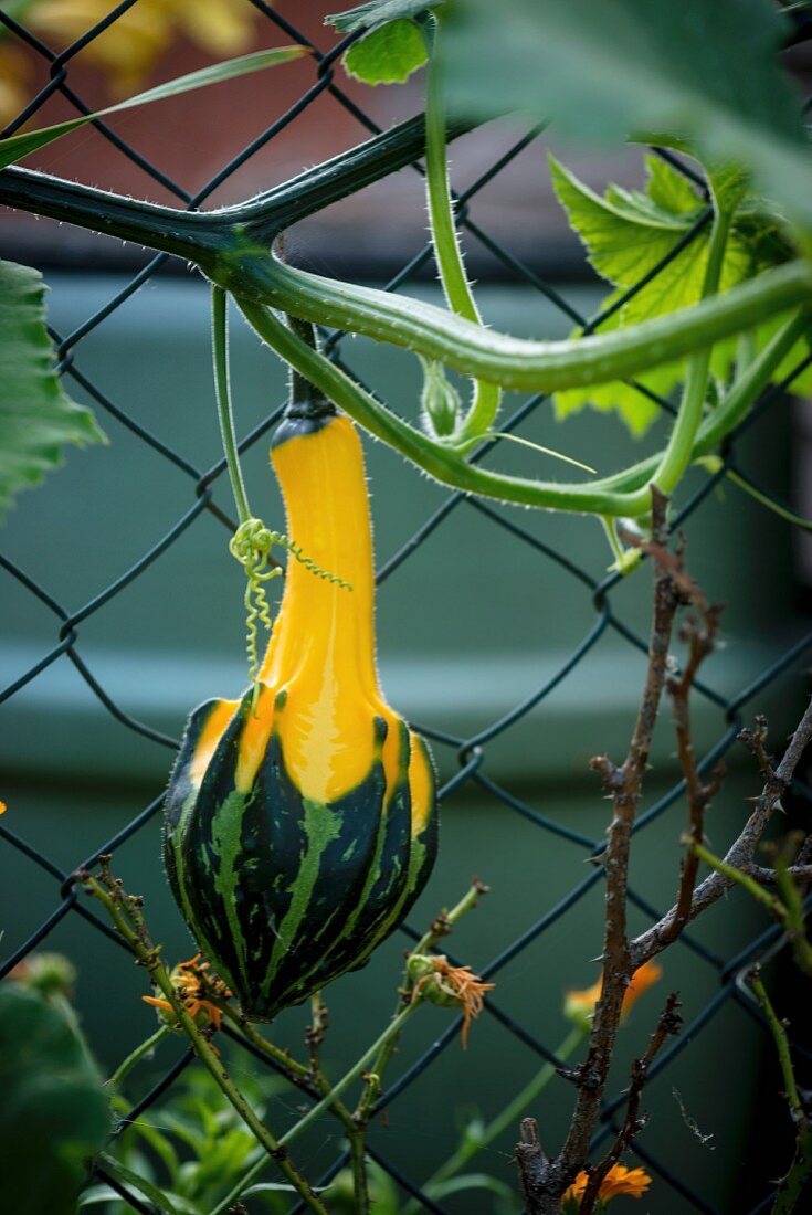 Pumpkin on the vine