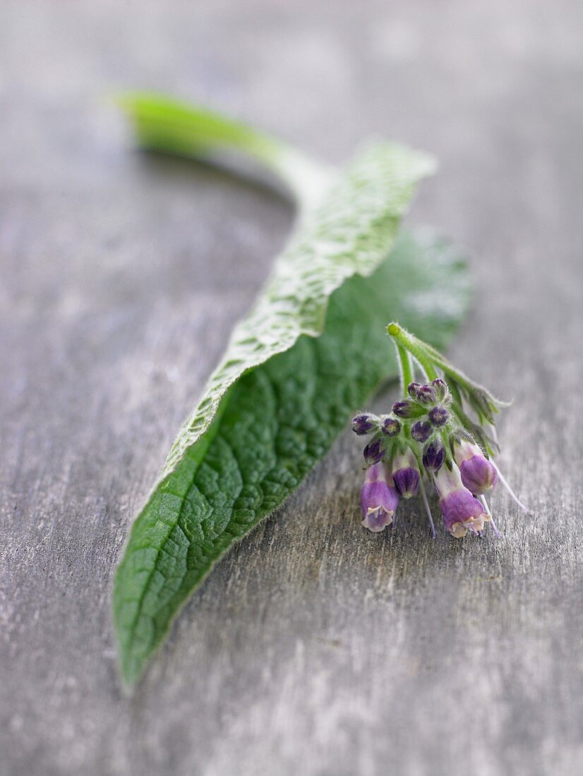 Fresh comfrey with a leaf and flower