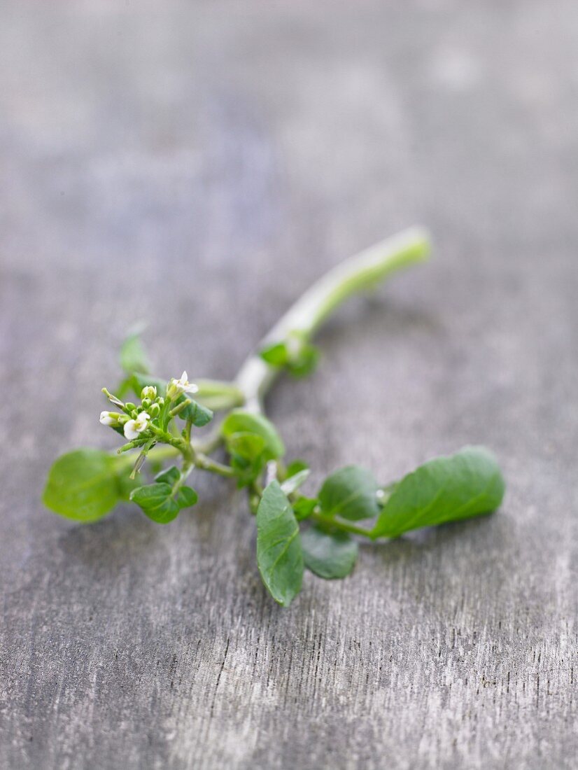 Frische Brunnenkresse mit Blatt und Blüte