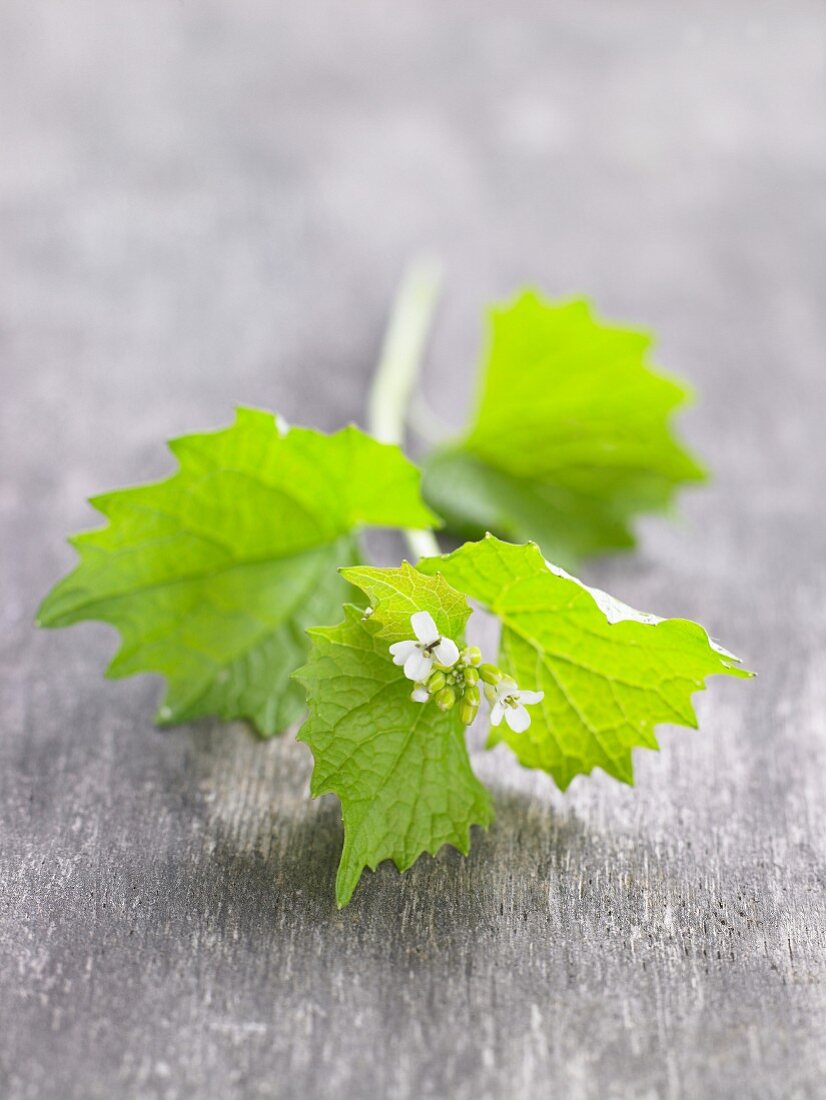 Knoblauchrauke mit Blatt und Blüte