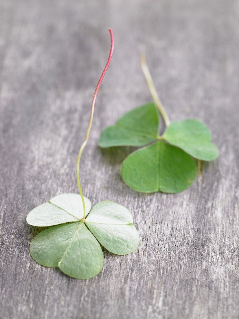 Fresh sorrel