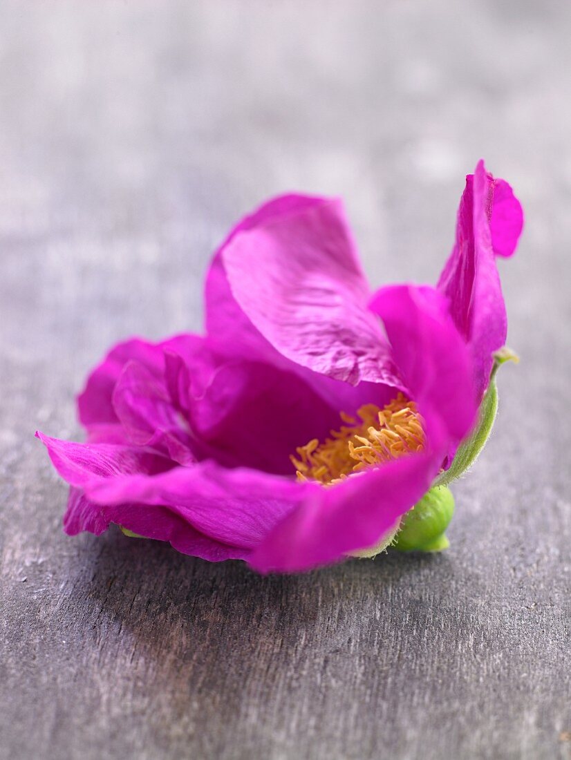 A wild rose blossom (close-up)