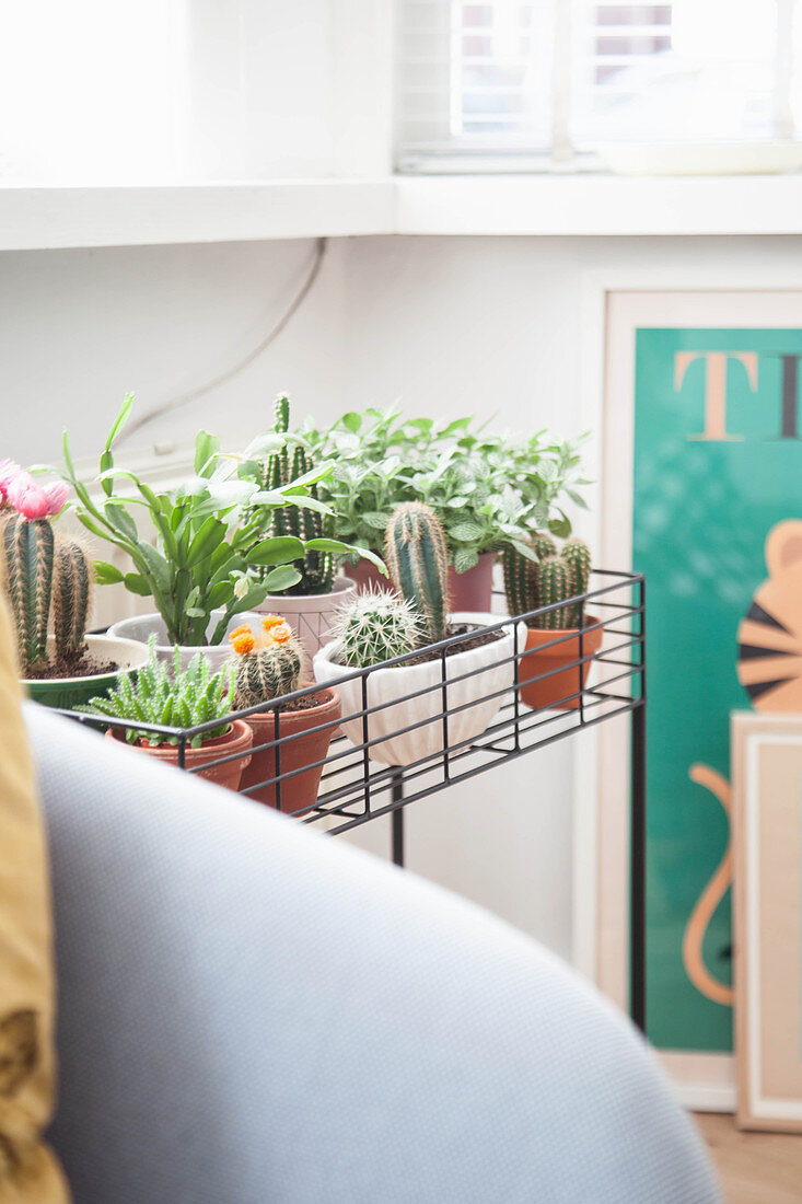 Houseplants on plant stand