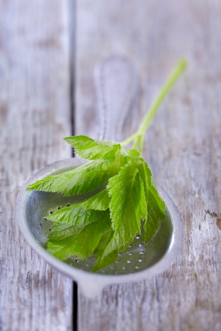 Fresh stinging nettles in a sieve