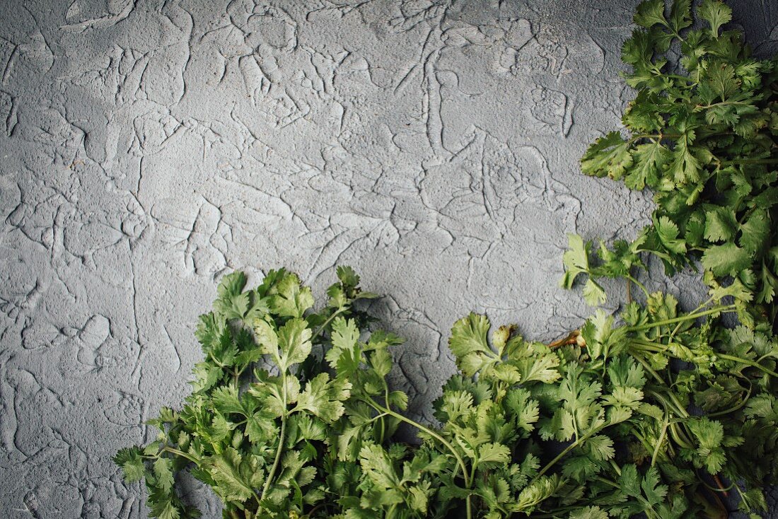 Fresh coriander on a grey background