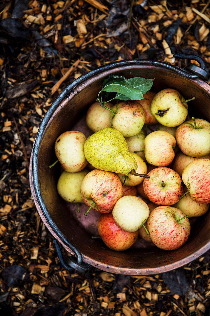 Birne und Äpfel in einem Kupfereimer