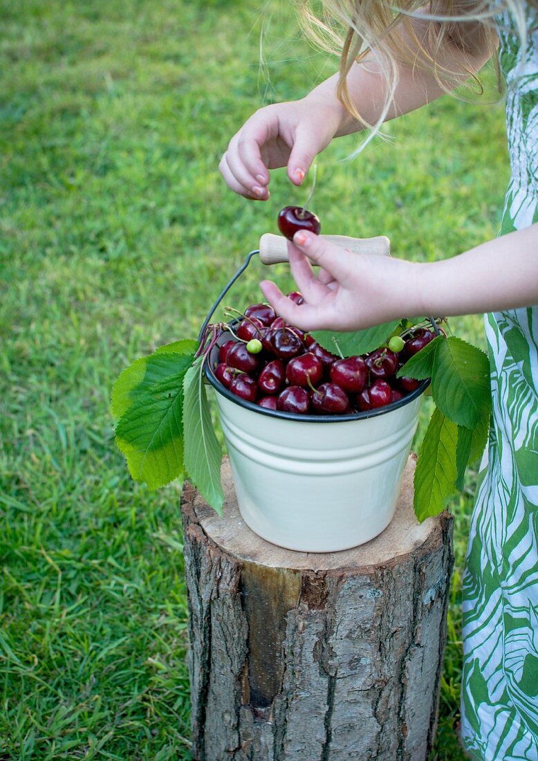 A small girl standing over a bucket of cherries