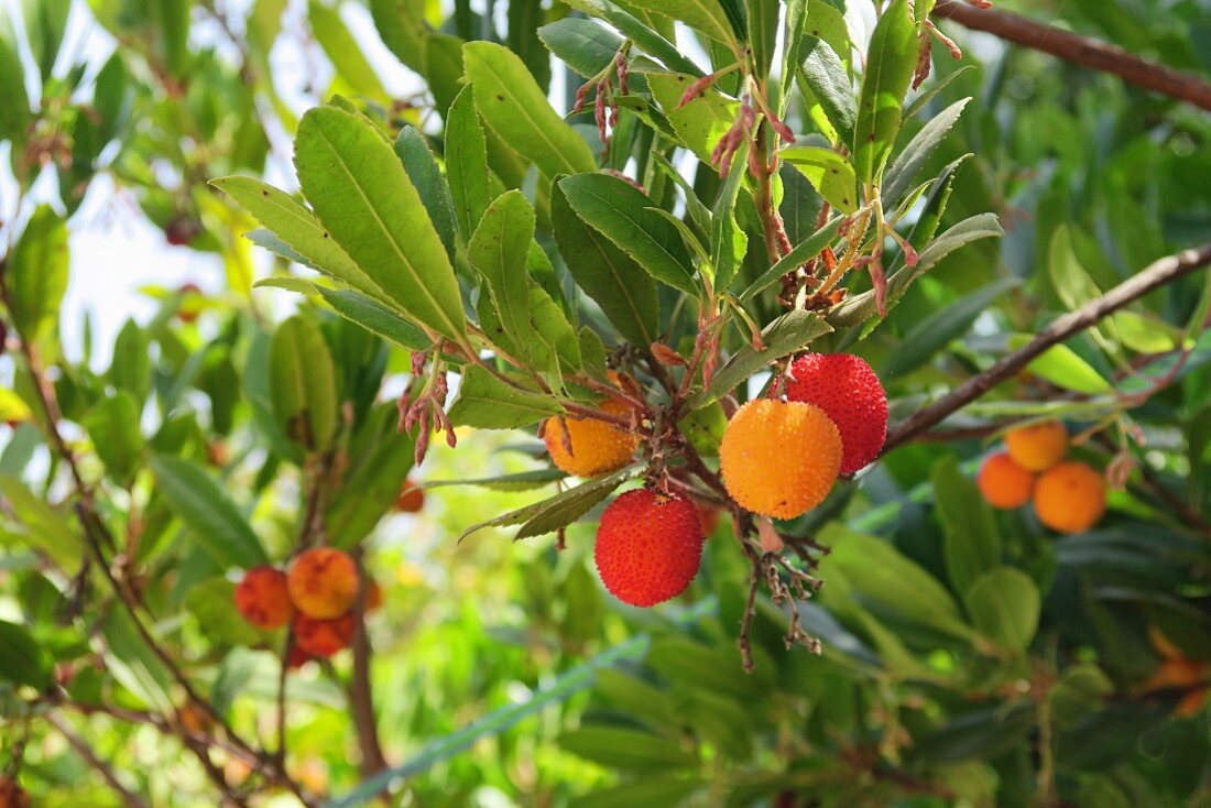 Erdbeerbaum mit Früchten