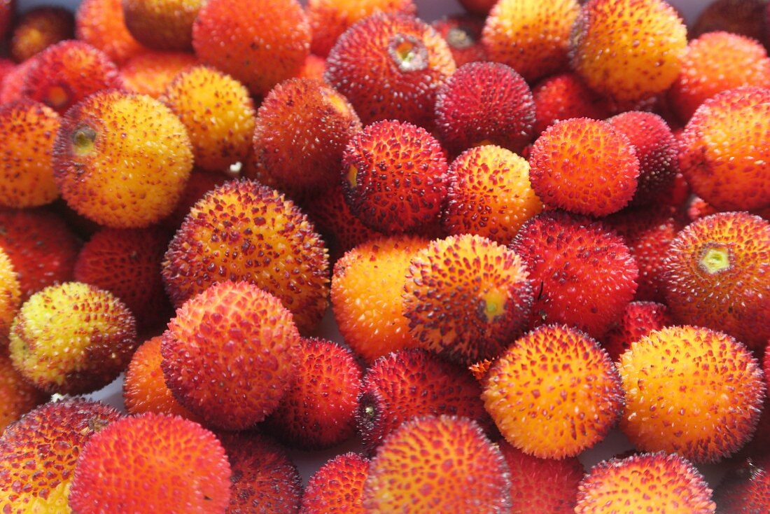 Früchte des Erdbeerbaums (bildfüllend)