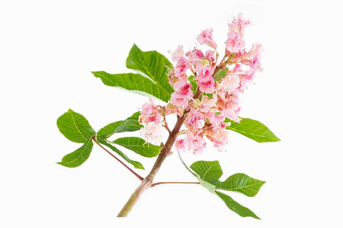 Zweig mit rosa Blüten und Blättern