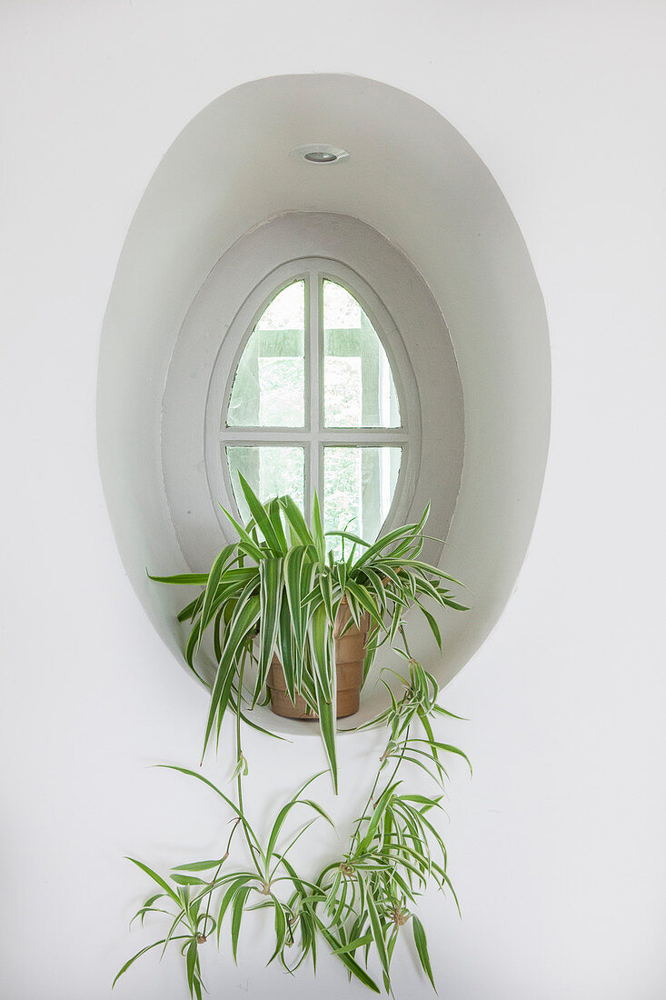Spider plant (Chlorophytum comosum) in oval window niche