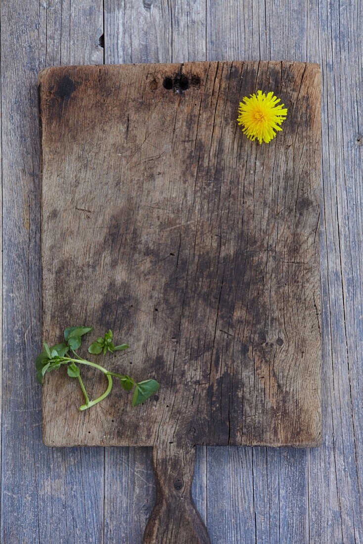 Fresh watercress and a dandelion on an old wooden chopping board