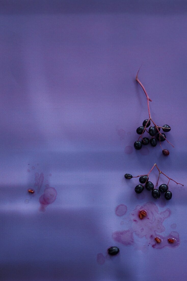 Elderberries on a purple background