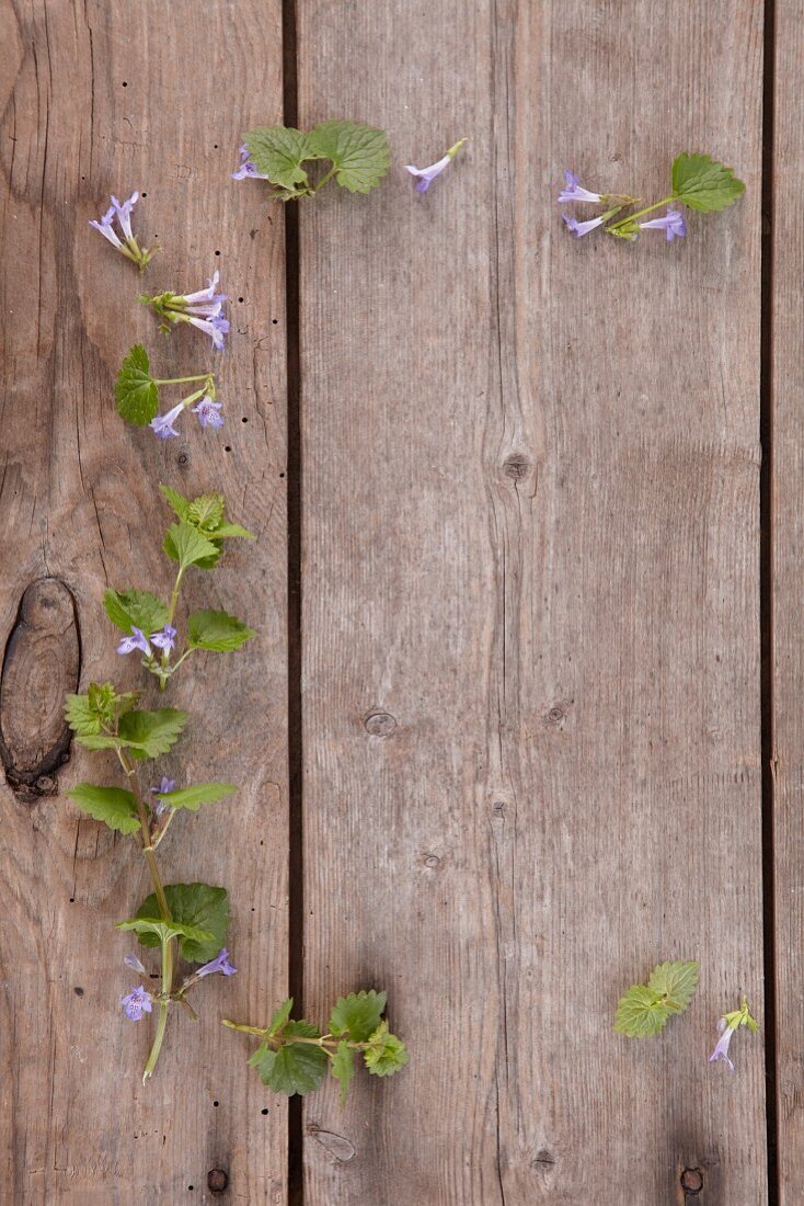 Wild herbs framing the picture