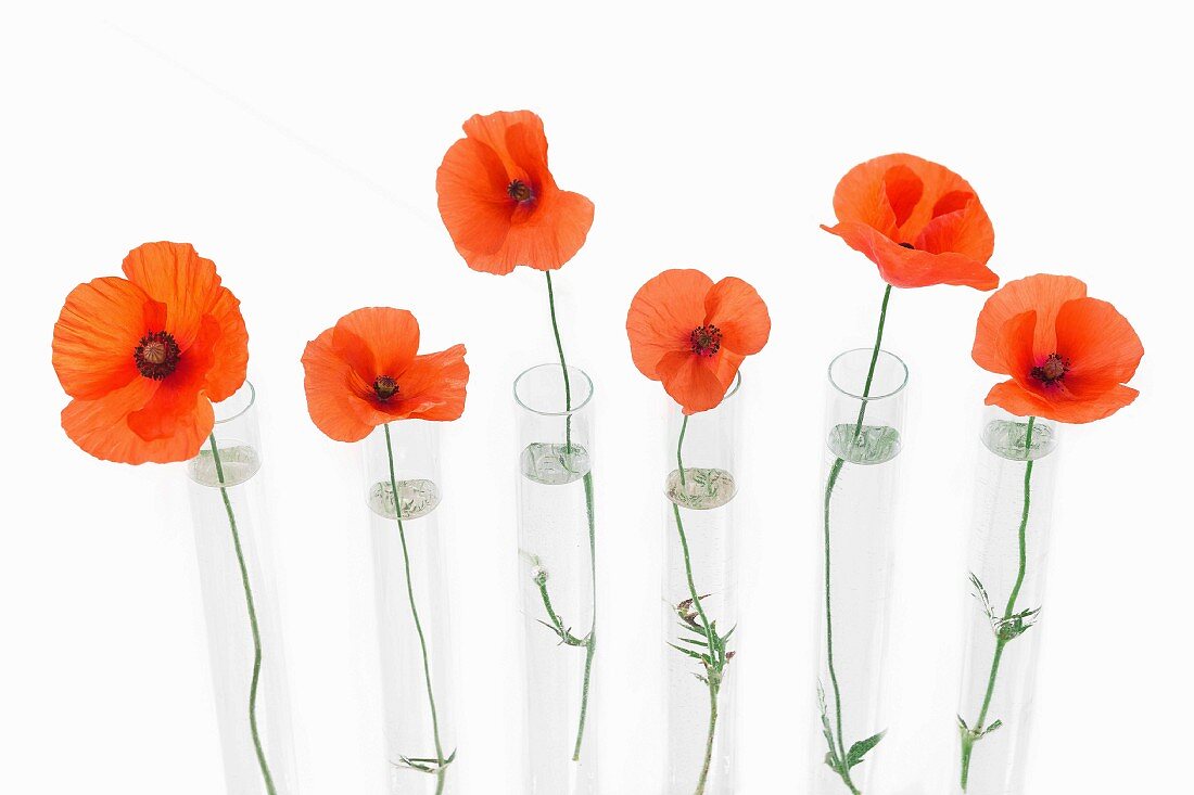 A row of red poppies in glass test tubes