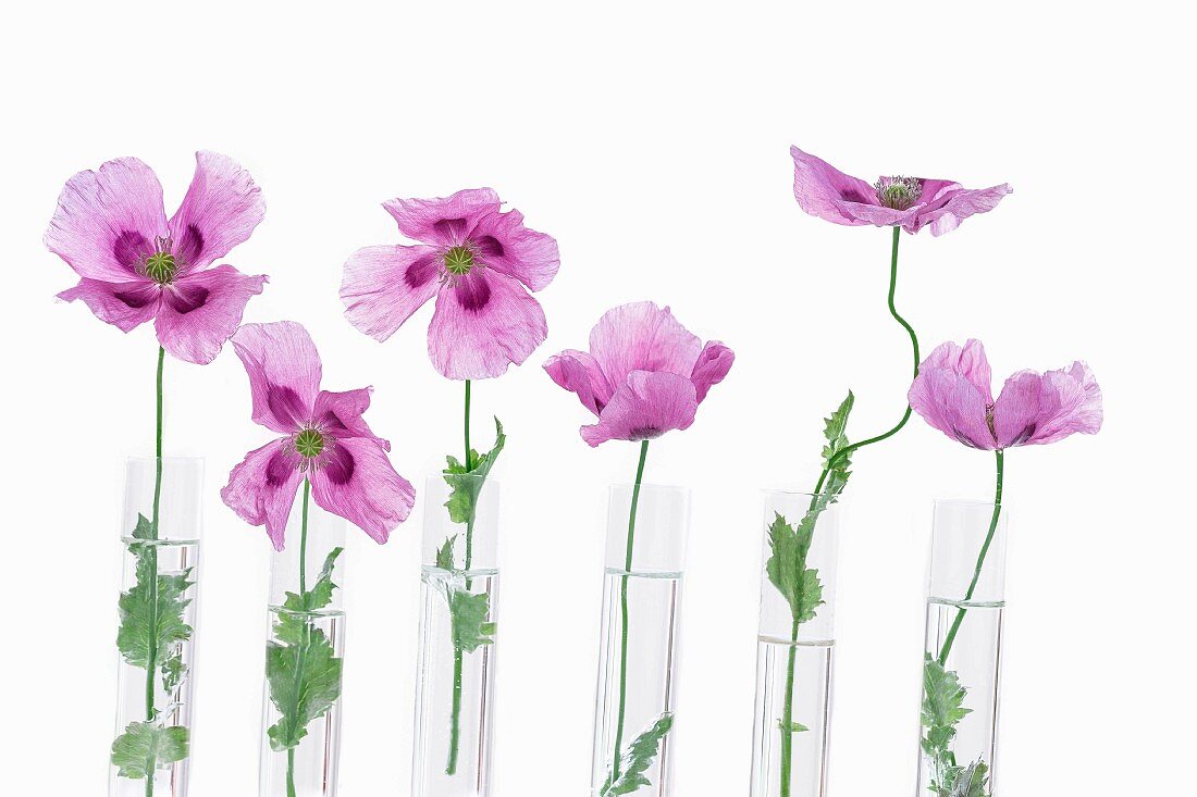 A row of purple poppies in glass test tubes