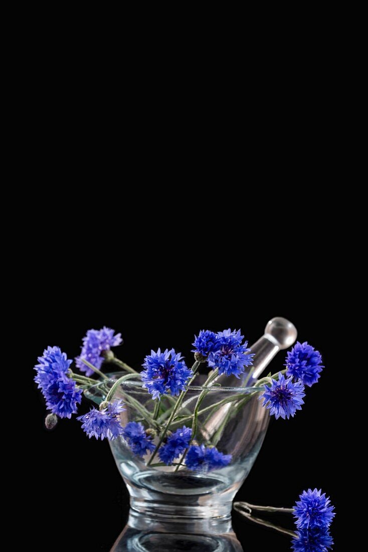 Blaue Kornblumen im Glasmörser