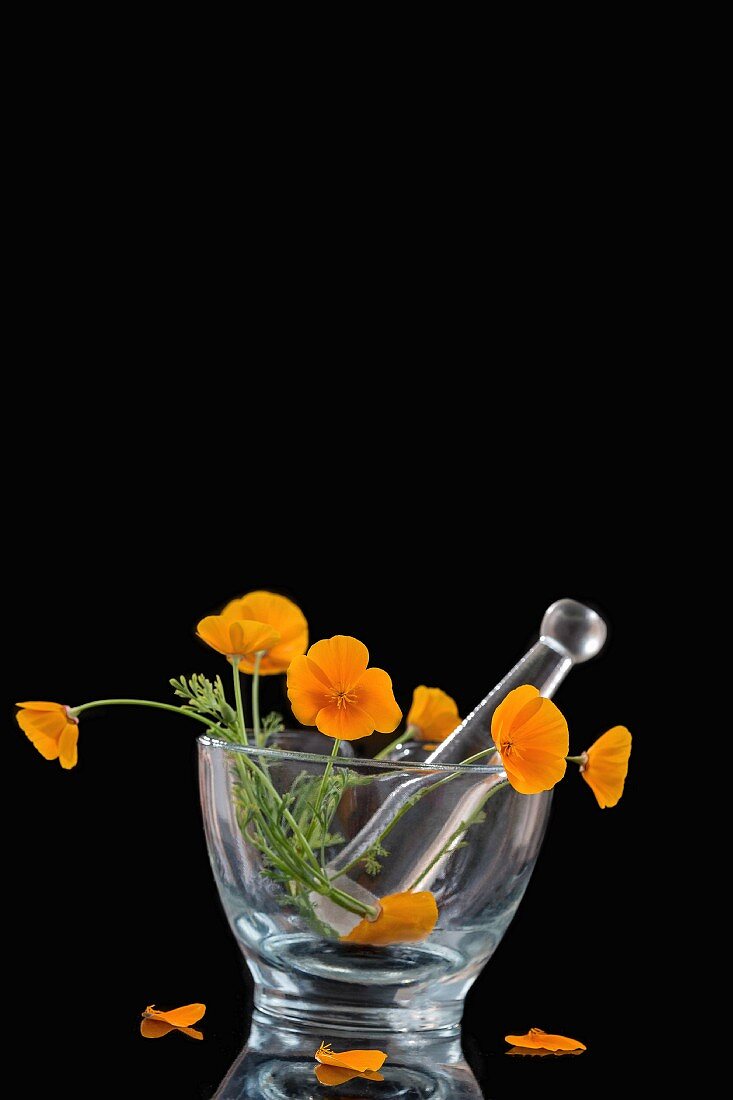 Poppies in a glass mortar