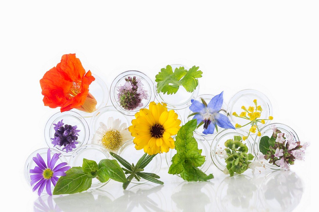 Various healing flowers and culinary herbs
