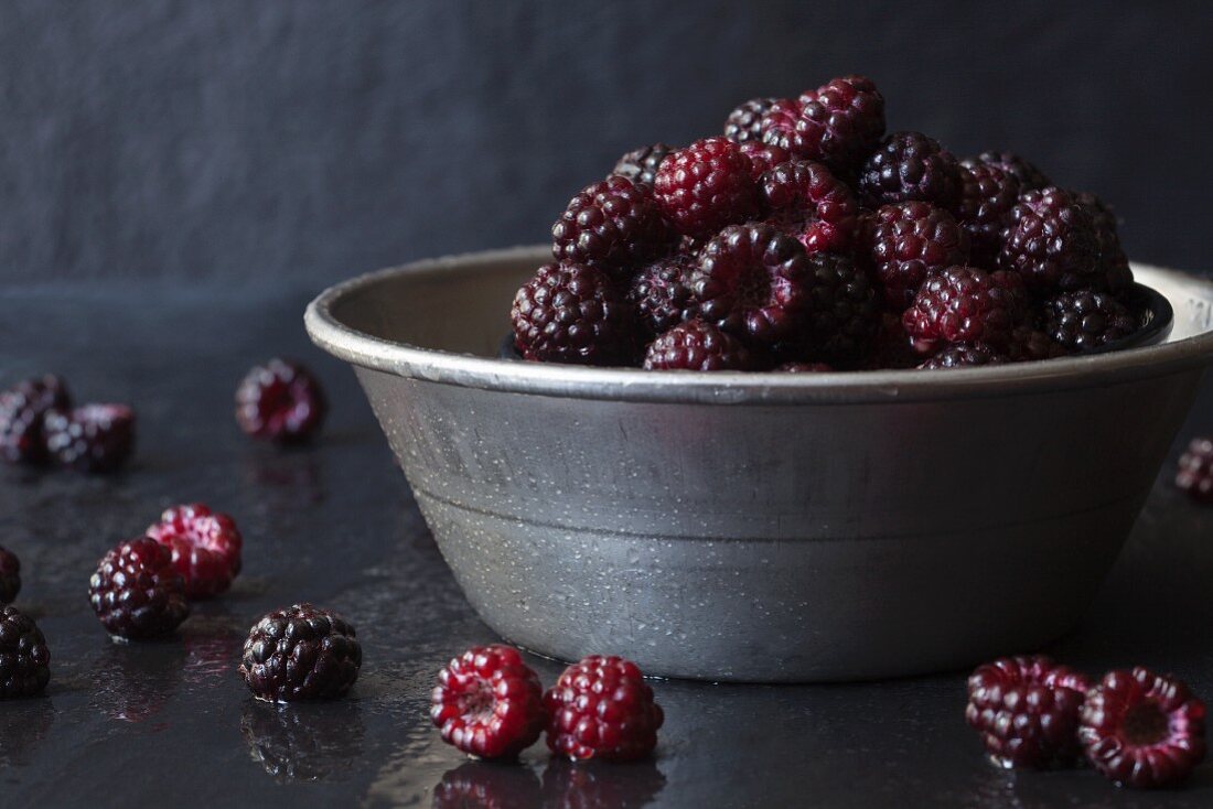 Freshly Picked Wild Black Raspberries in a Metal Bowl on Slate