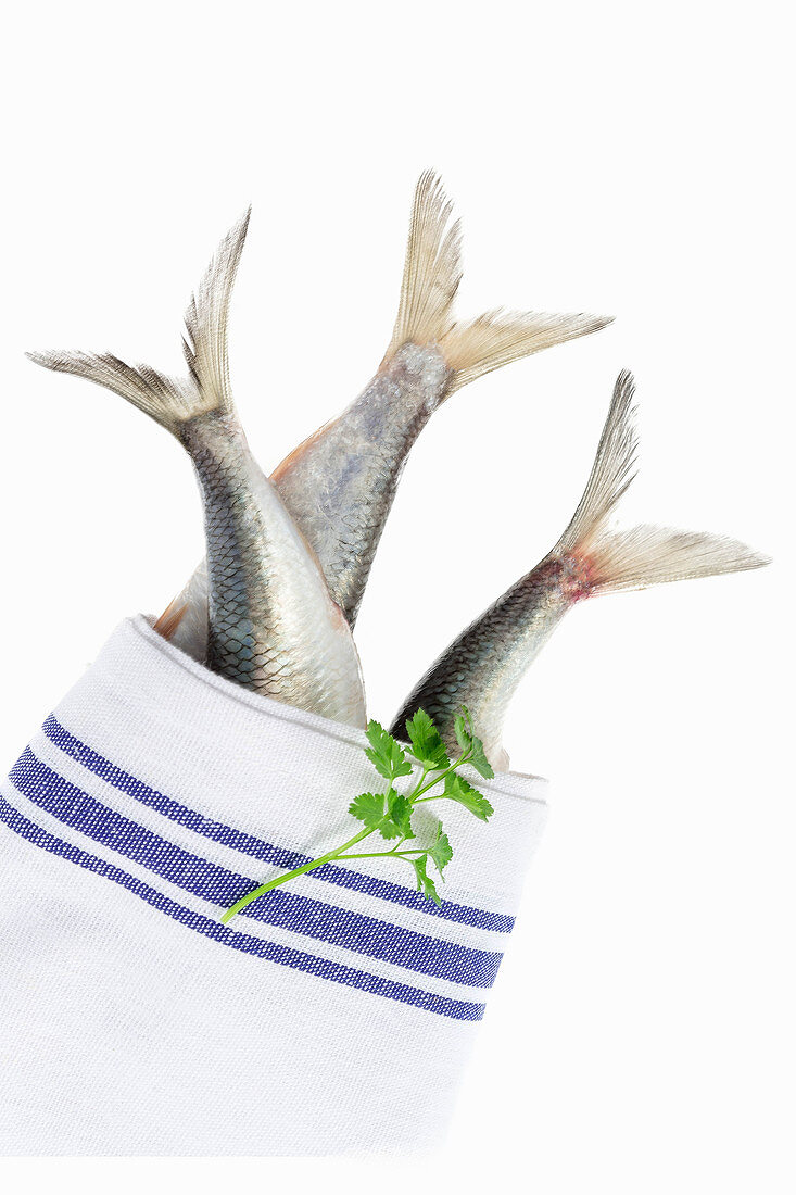 Three sardines in a tea towel