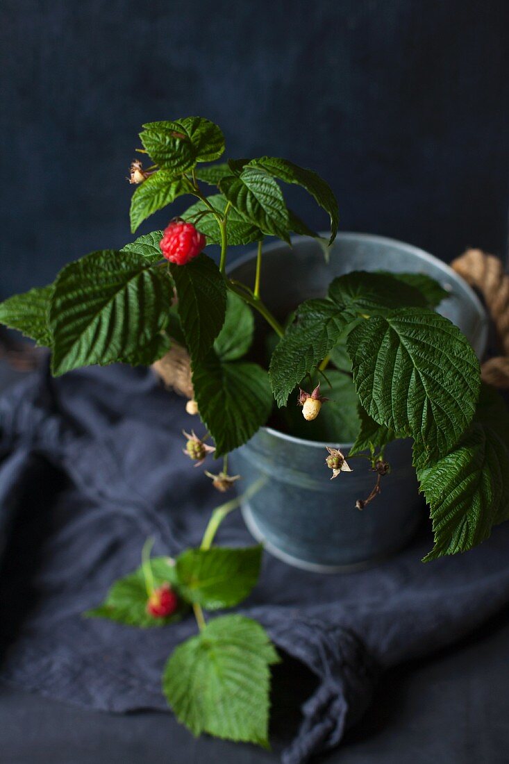 Himbeeren mit Blättern