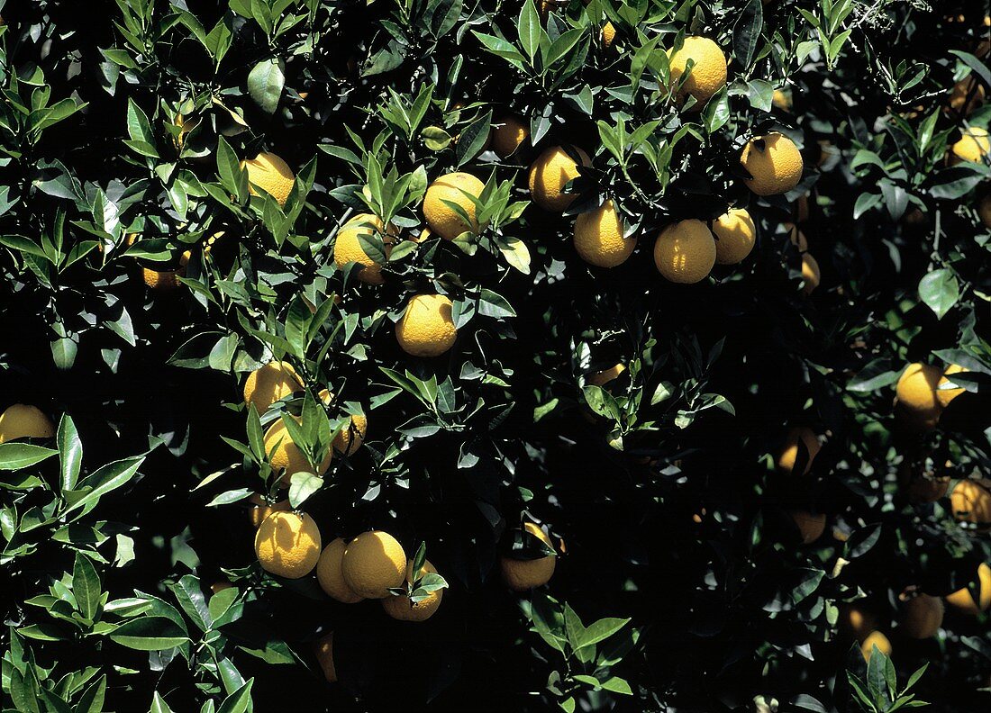Orangenbaum mit reifen Früchten auf Kreta (Ausschnitt)