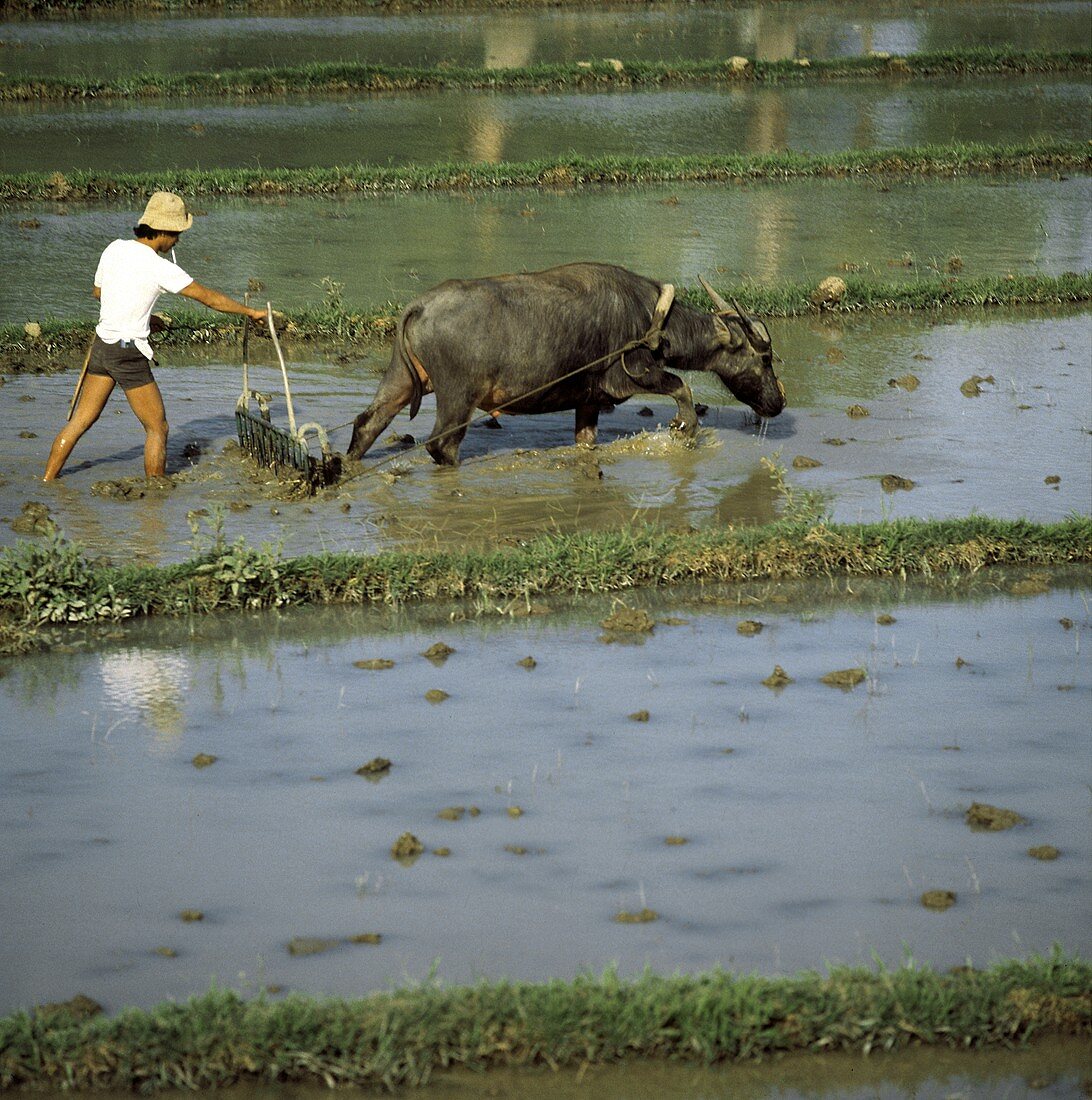 Reisanbau: Mann mit Ochse zieht Pflug übers Feld (Kambodscha)