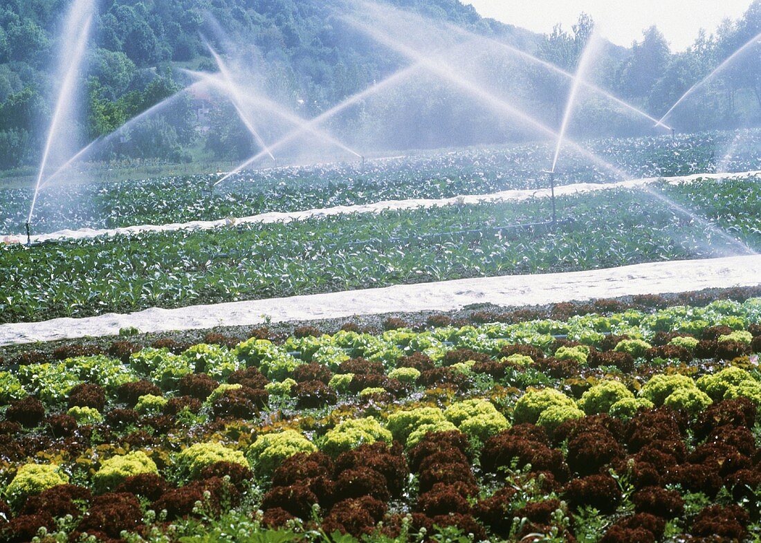 Spraying Water Over a Lettuce Field