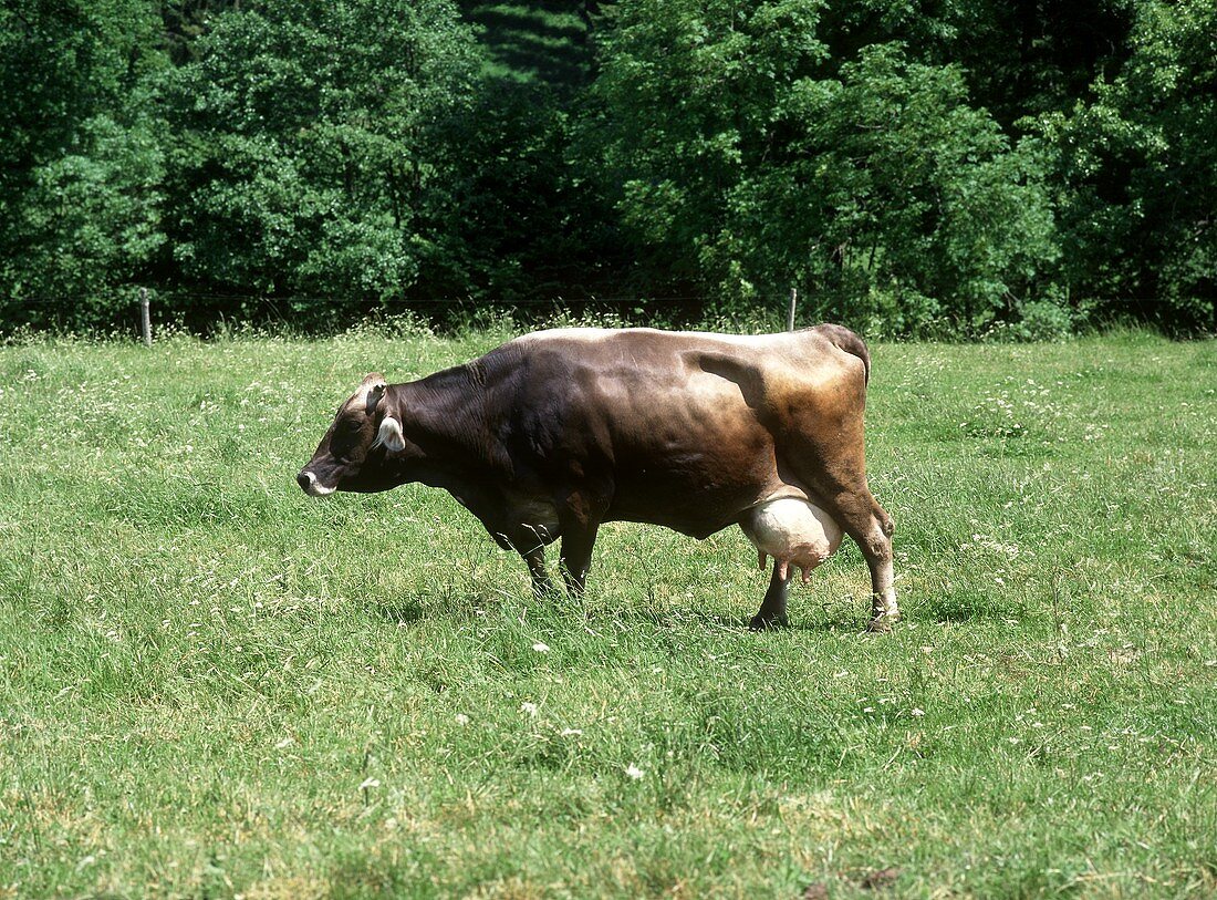 Eine Milchkuh auf der Wiese