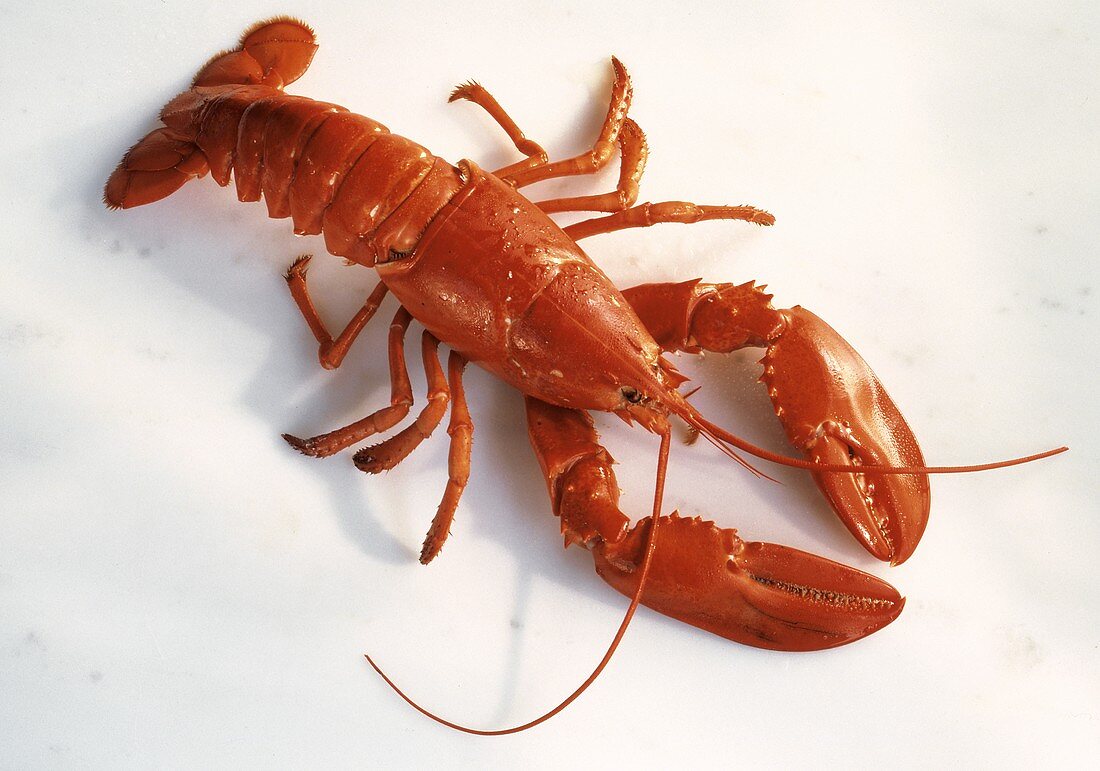 One Boiled Lobster