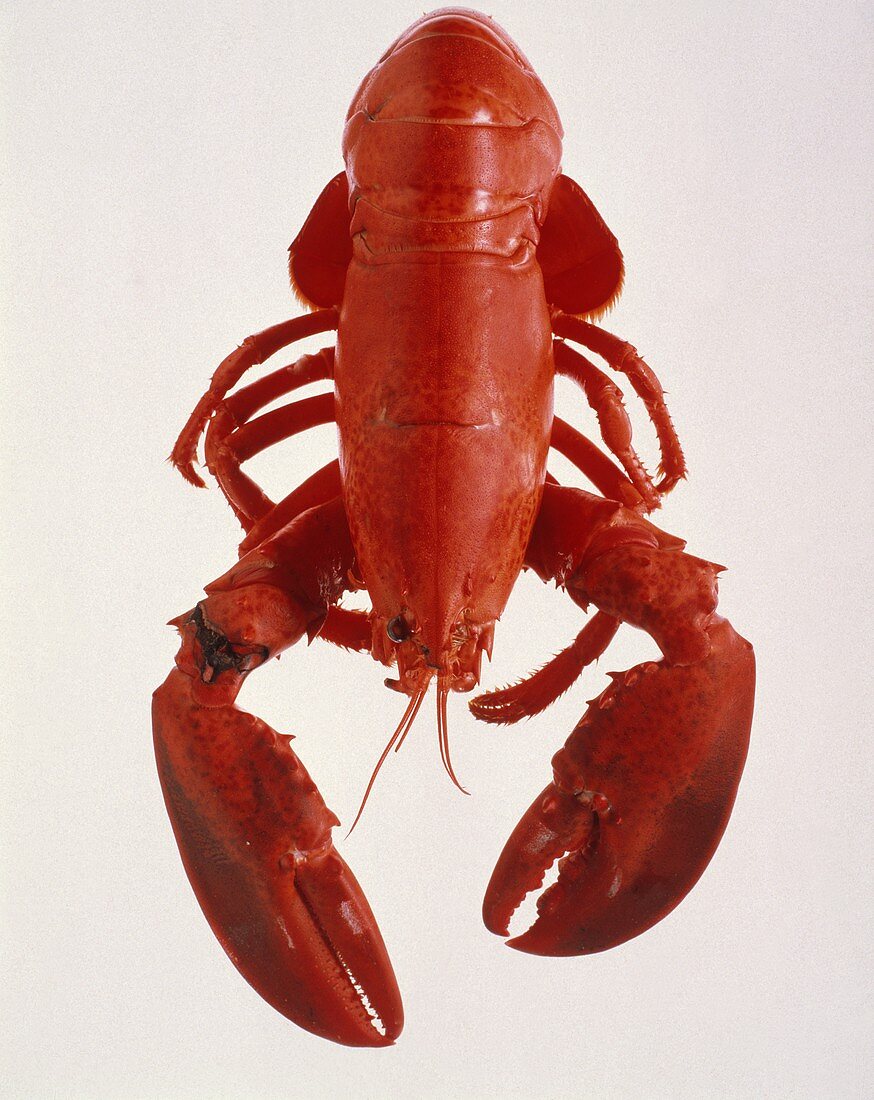 A Boiled Lobster