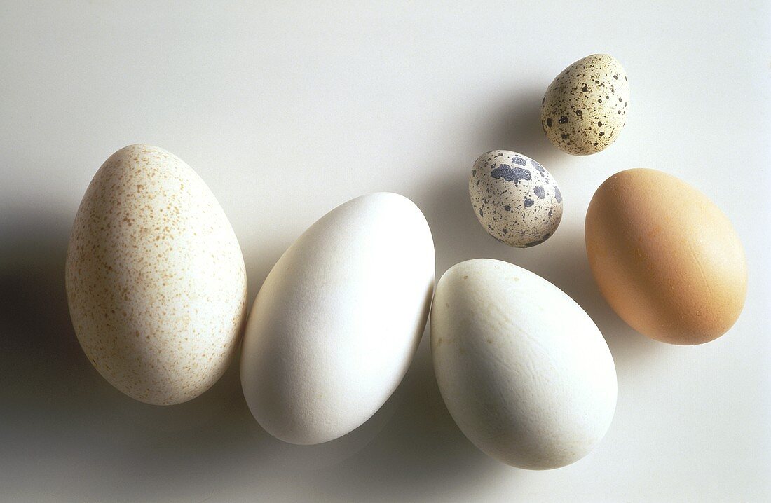 Assorted Types of Eggs