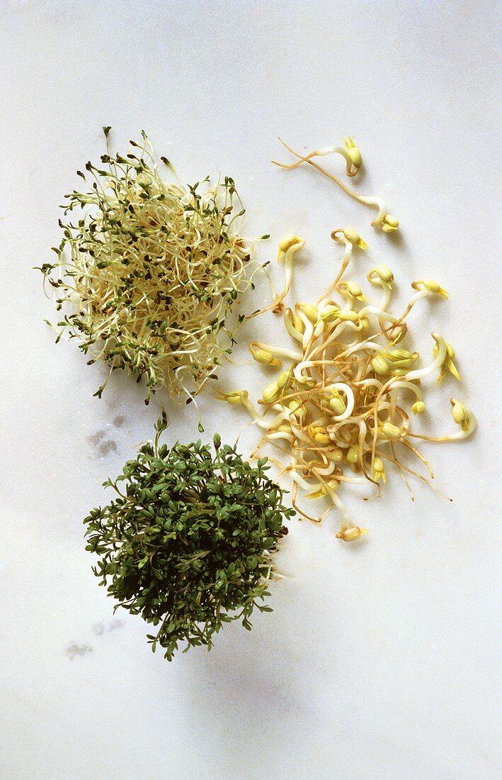 Three Assorted Sprouts; Cress Alfalfa and Mung Bean
