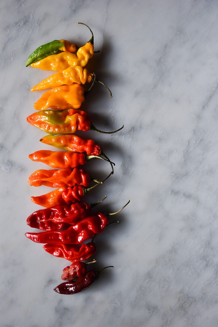 Chili peppers in different color gradations from red to green