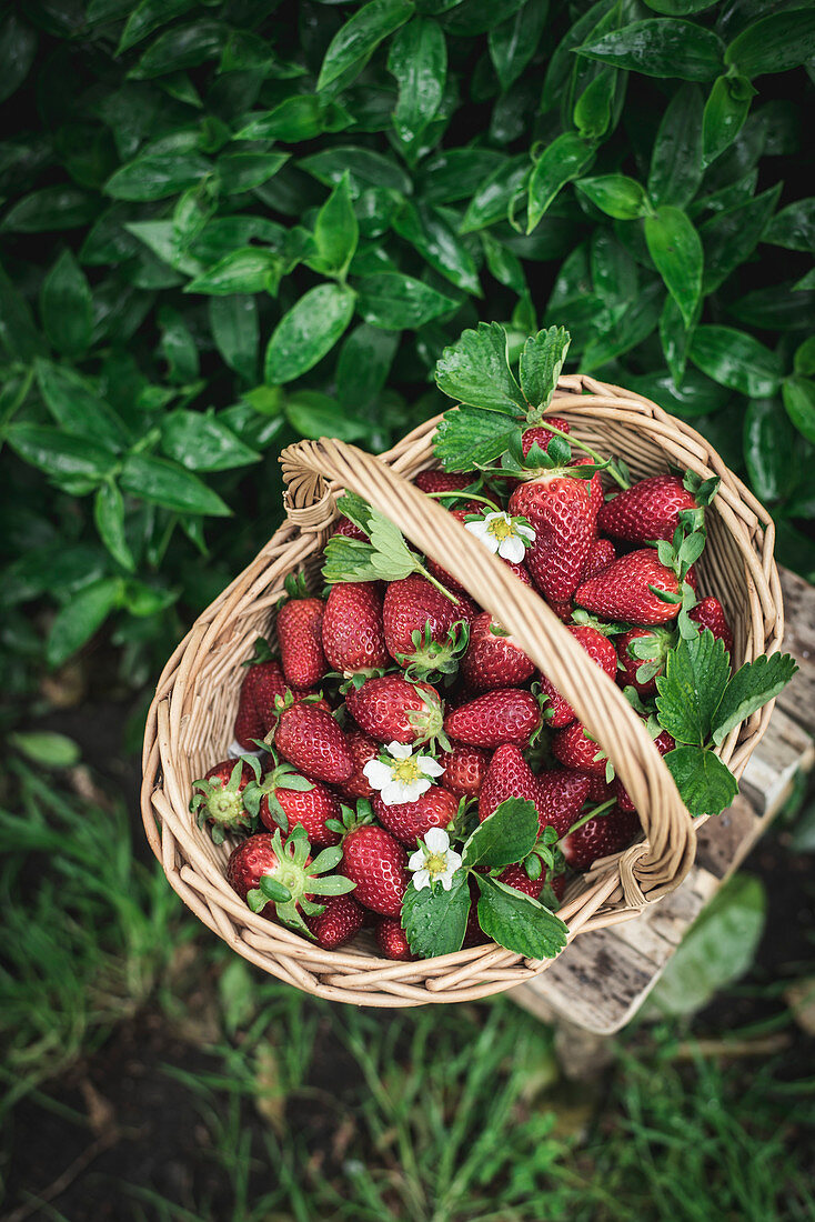Erdbeeren in Weidenkorb auf Holzhocker im Freien